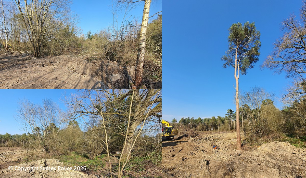 Man fined £40,000 for unlicenced felling and habitat destruction in Horsham